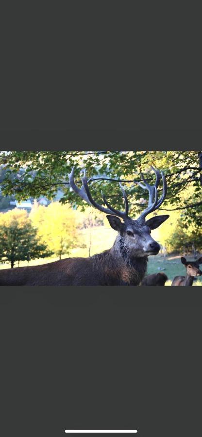 Gite De Montagne Au Pied Du Champ Du Feu Belmont  외부 사진
